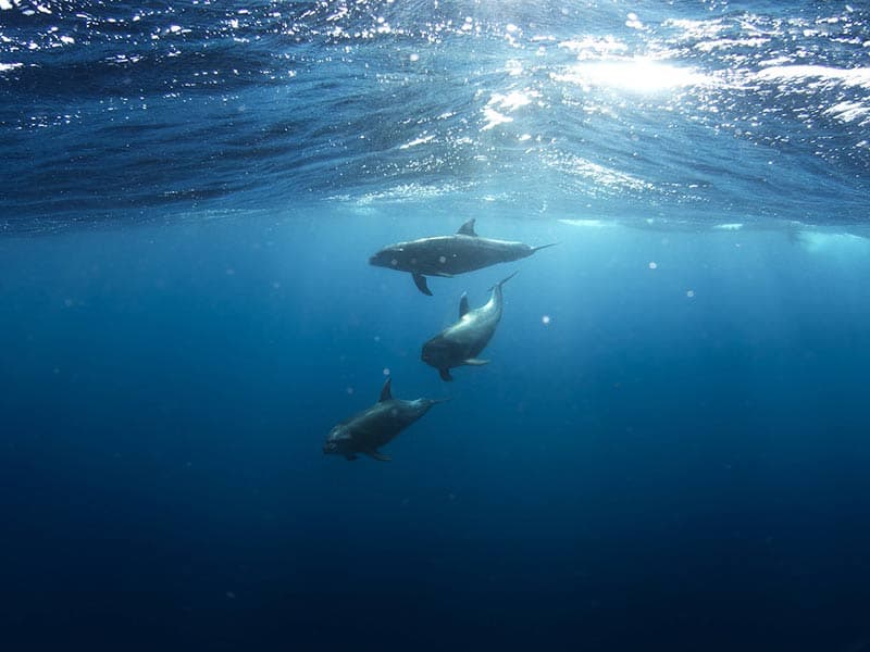 Laboratoire Océanologique de Villefranche  : la vie marine peut être restaurée en une génération