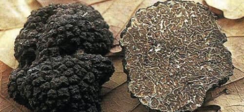 Rendez-vous au Marché de la Truffe pour percer les mystères du Diamant noir 
