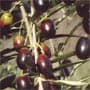 Huile d'olive de Nice : ses qualités consacrées par la science !