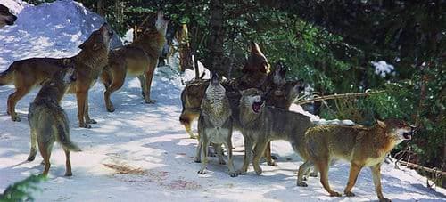 Parc Alpha du loup: linterview de Gaston Franco
