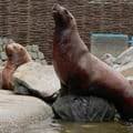 Attention, otaries géantes à Marineland