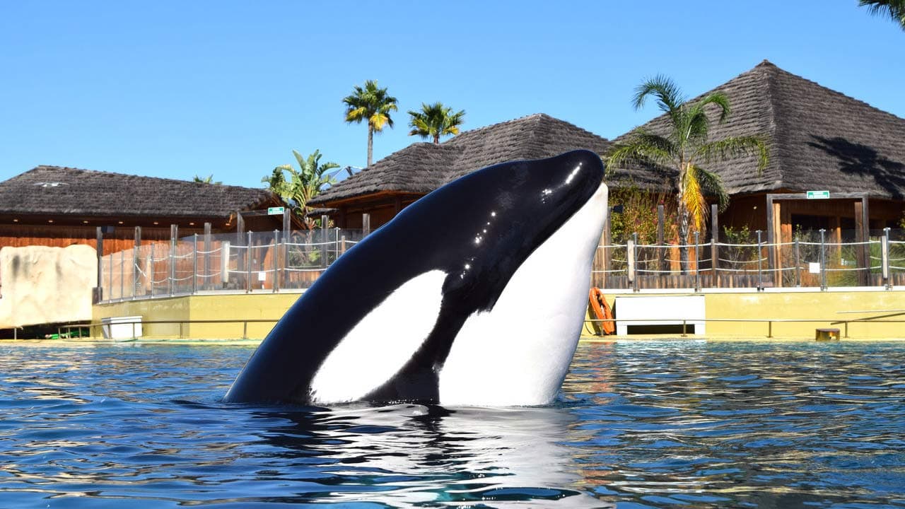 Marineland : l’État se penche sur l’avenir des dauphins et des orques
