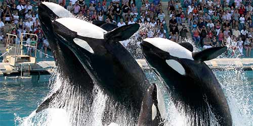 Antibes : Pascal Picot, nouveau directeur général de Marineland