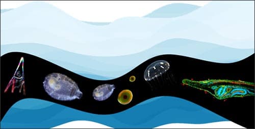 Océans : des découvertes azuréennes dans le monde des planctons