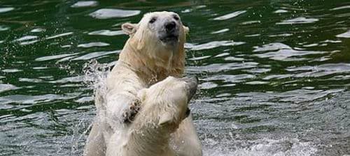 Deux ours polaires attendus à Marineland