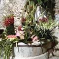 Une Symphonie florale dans le Haut de Cagnes