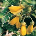 Menton et ses jardins au secours de la biodiversité de l'île de Pâques !