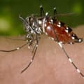 La dengue sur la Côte : un second cas diagnostiqué à Nice