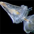 Nice : lancement du projet européen EPOCA sur l'acidification des océans